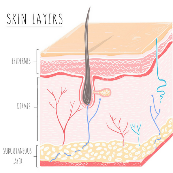 Crucial skin biology that every skincare user needs to know.